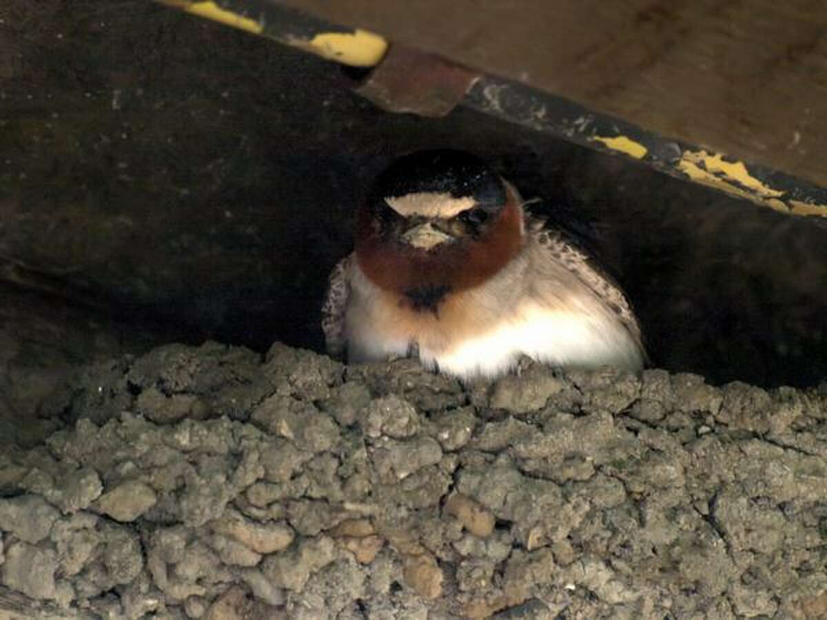 A cliff swallow (petrochelidon pyrrhonota) looks out from its nest. Photo by Ingrid Taylar.