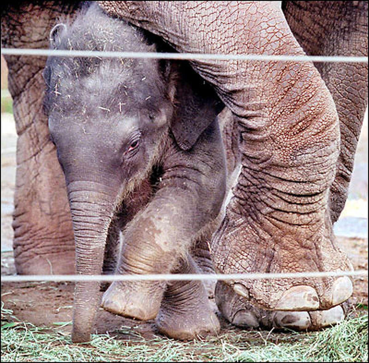 The Woodland Park Zoo's new baby elephant squeezes between the legs of her mother, Chai. The zoo is holding a contest to name the 530-pound pachyderm, which was born Nov. 3. "The name has to be of Thai origin," says Gigi Allianic, public-relations manager at the zoo.