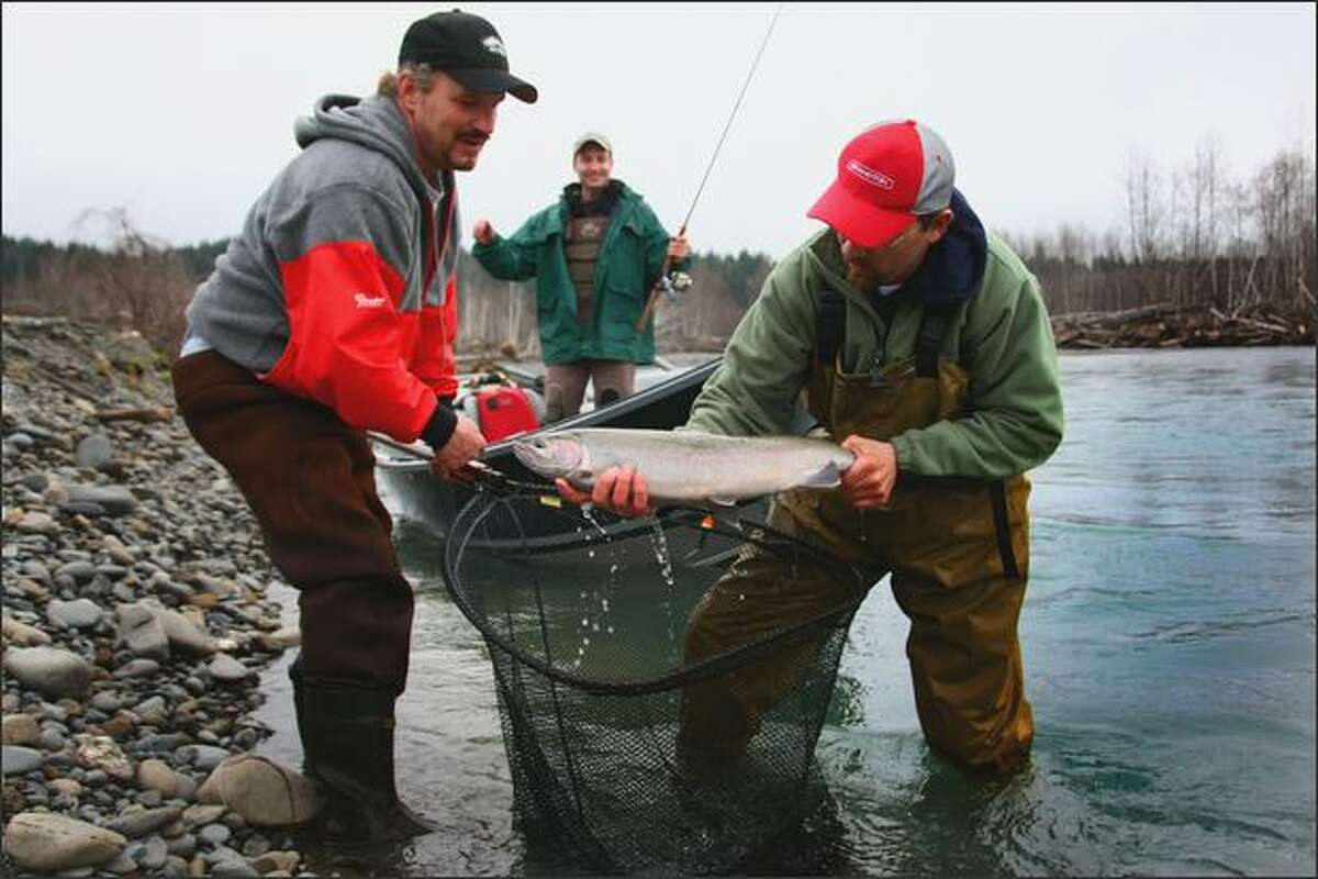 Tom Mathews, left, and fishing guide Mike Zavadlov net a steelhead caught by Mike Naiman, background, on the Hoh River.