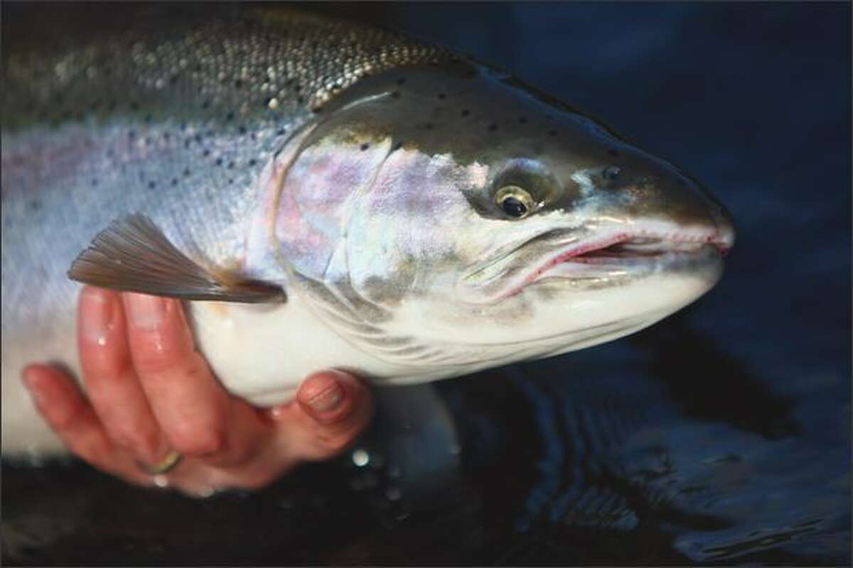 The steelhead is physiologically the same as a rainbow trout, but with a life history like that of salmon.