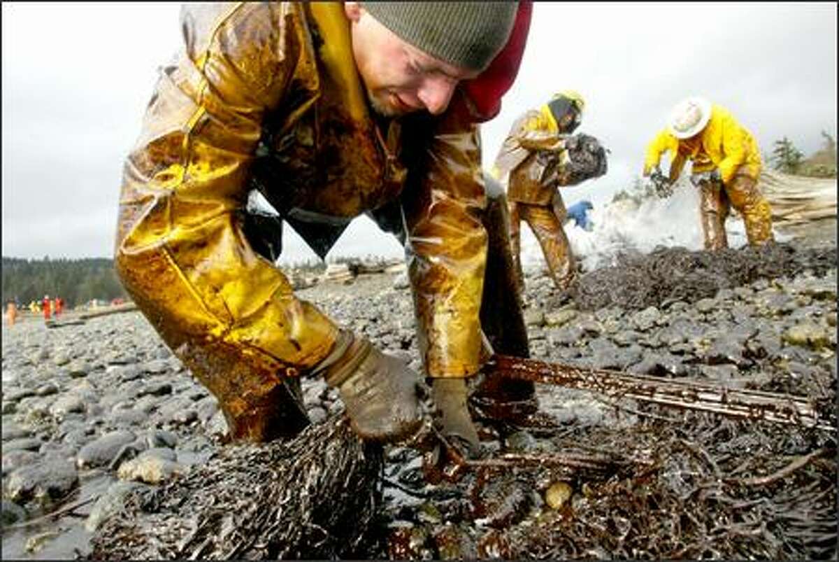 Jason Mills from Global Diving, one of the companies on contract to Foss Maritime, collects a pompom, made of material that absorbs oil but not water, at the beach at the Suquamish Tribal Reserve after the spill.