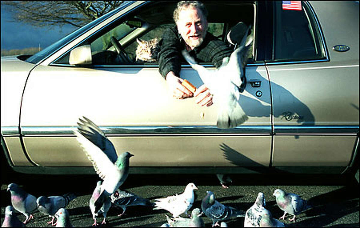 Donny Knox, staying in his car yesterday to avoid a cold wind at Golden Gardens Park, shares the spice of life – in this case, bread crumbs – with some pigeons. Knox’s cat, Eddie, watches with a suspicious and less-than-enthusiastic look. Knox and Eddie come to the park about twice a week to feed birds.