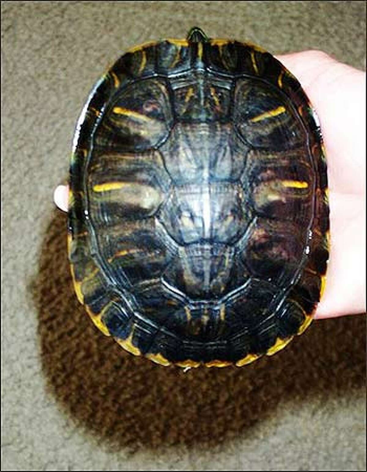 The shell of Lucky, a turtle, is shown, Thursday, March 17, 2005, in Michigantown, Ind. Dora's pet shop owners Marsha and Bryan Dora say the likeness of Satan emerged on Lucky's shell following an Oct. 13, 2004, fire in downtown Frankfort, Ind. The fire destroyed the pet store as well as an entire city block. Lucky was the only animal that survived the pet shop fire. The Doras plan to market a DVD about their pet shop and Lucky. (AP Photo/The Frankfort Times, Janis Thornton)