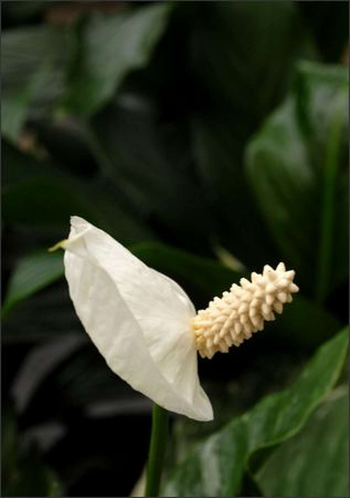 The easy peace lily can handle low light levels