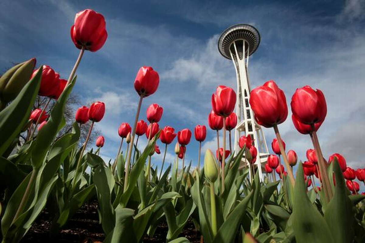 Tulips seem to sprout from around Seattle's iconic Space Needle on Tuesday March 30, 2010. Residents of the Pacific Northwest know spring is here when the daffodils and tulips begin showing their brilliant palettes of color.