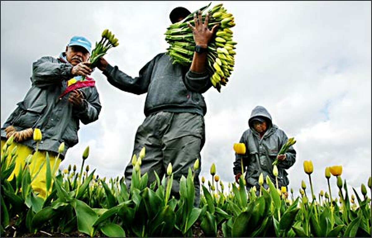 Eduardo Sanchez, left, Pascual Lopez-Sanchez and Filomena Sanchez, background, harvest tulips for Washington Bulb, Skagit Valley's largest bulb grower.