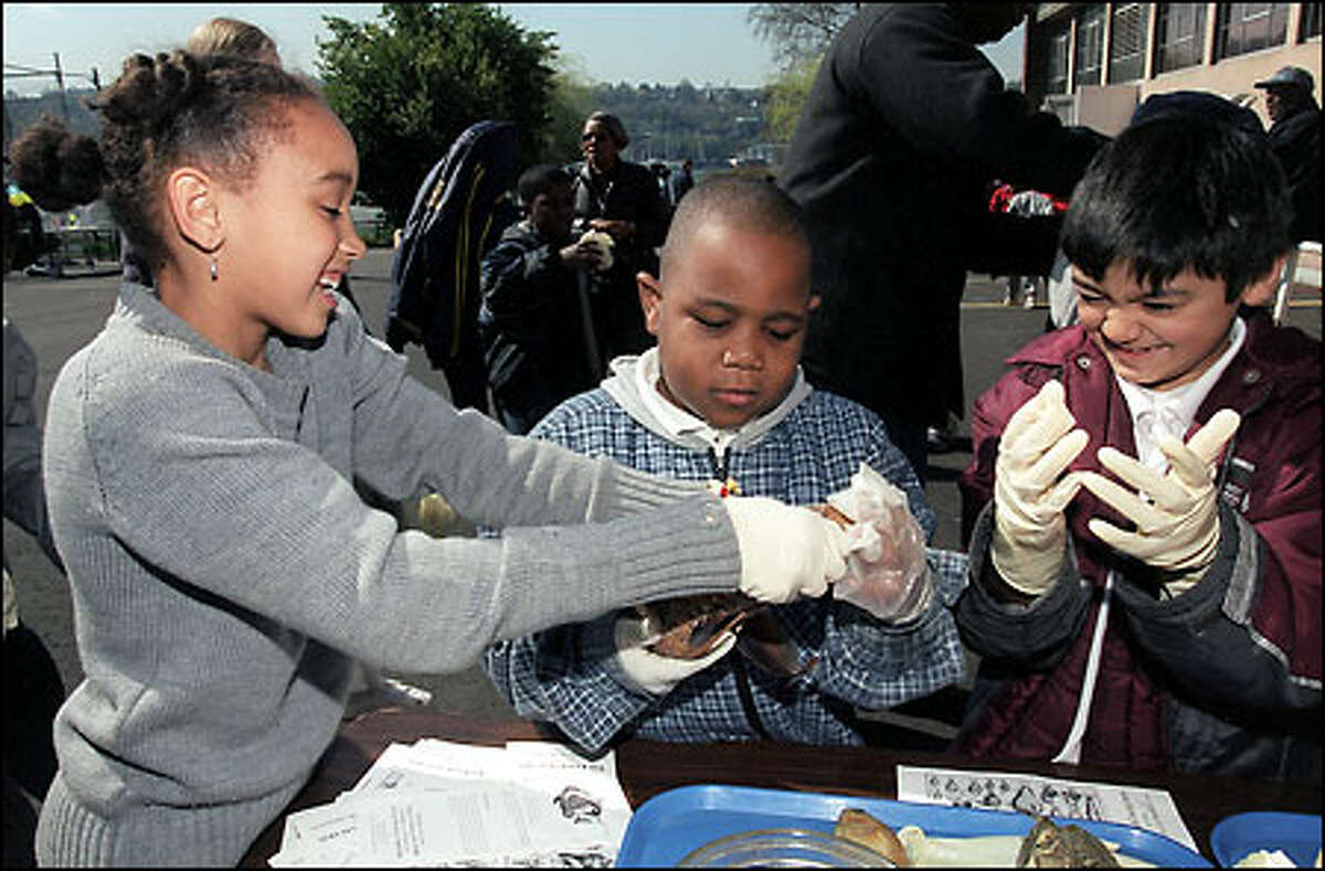 Emerson Elementary students Taylor Anderson, 8, left; DeAndre Tackett, 7; and Victor Contreas, 8, get to handle a yucky ratfish during a field trip to the University of Washington yesterday. Children from 10 Seattle elementary schools brought more than 1,000 chinook and coho fry they had raised to a pond before release under a program sponsored by Seattle Public Utitlities.