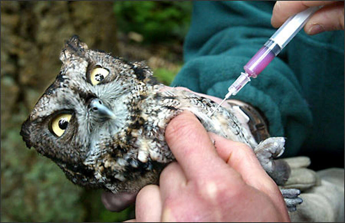 This Western screech owl gets its third dose of vaccine for the West Nile virus at Northwest Trek in Eatonville.