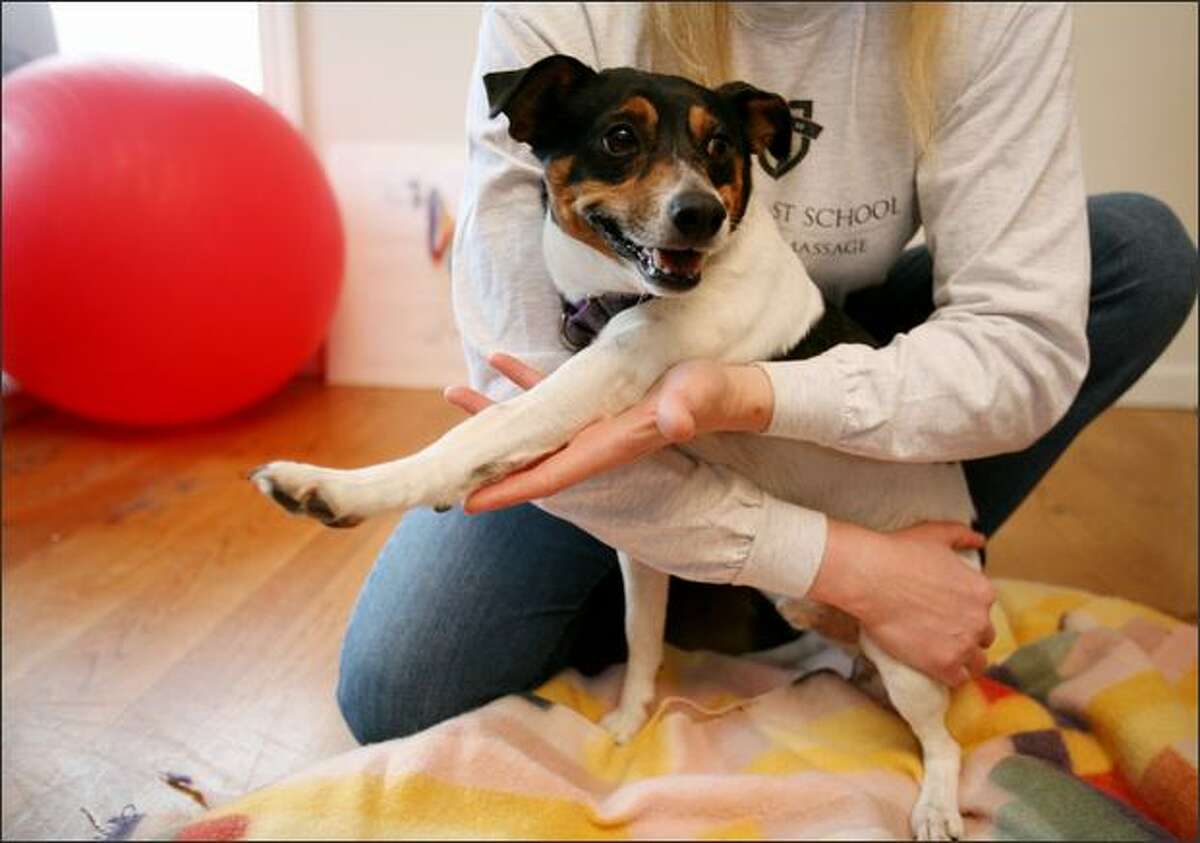 Shanny, a Jack Russell/terrier mix, is eased into some stretching at a recent small-animal massage class led by Lola Michelin at Northwest School of Animal Massage.