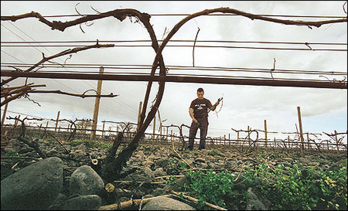 Baron prunes syrah grapevines at his 10-acre Cailloux Vineyard, one of five small vineyards that compose Cayuse Vineyards. The name Cayuse is adapted from the French word "cailloux," which means "stones." According to Baron, "You need the rocks to get the minerality! ... Fruit without minerality is boring!"