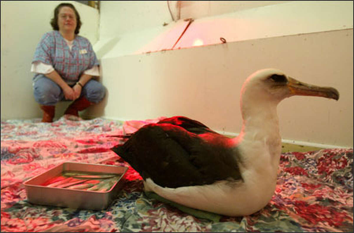 Corrie Hines, a wildlife rehabilitator for PAWS in Lynnwood , spends some time yesterday with a Laysan albatross, which was found in downtown Seattle.