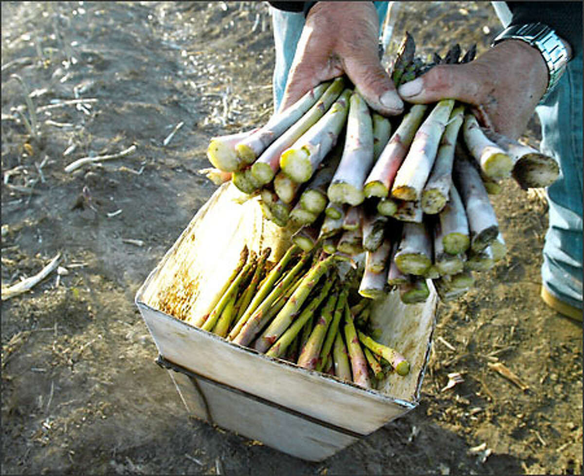 The asparagus beds on Kevin Bouchey's Yakima Valley farm will yield fresh green goodness until the harvest ends in mid-June.
