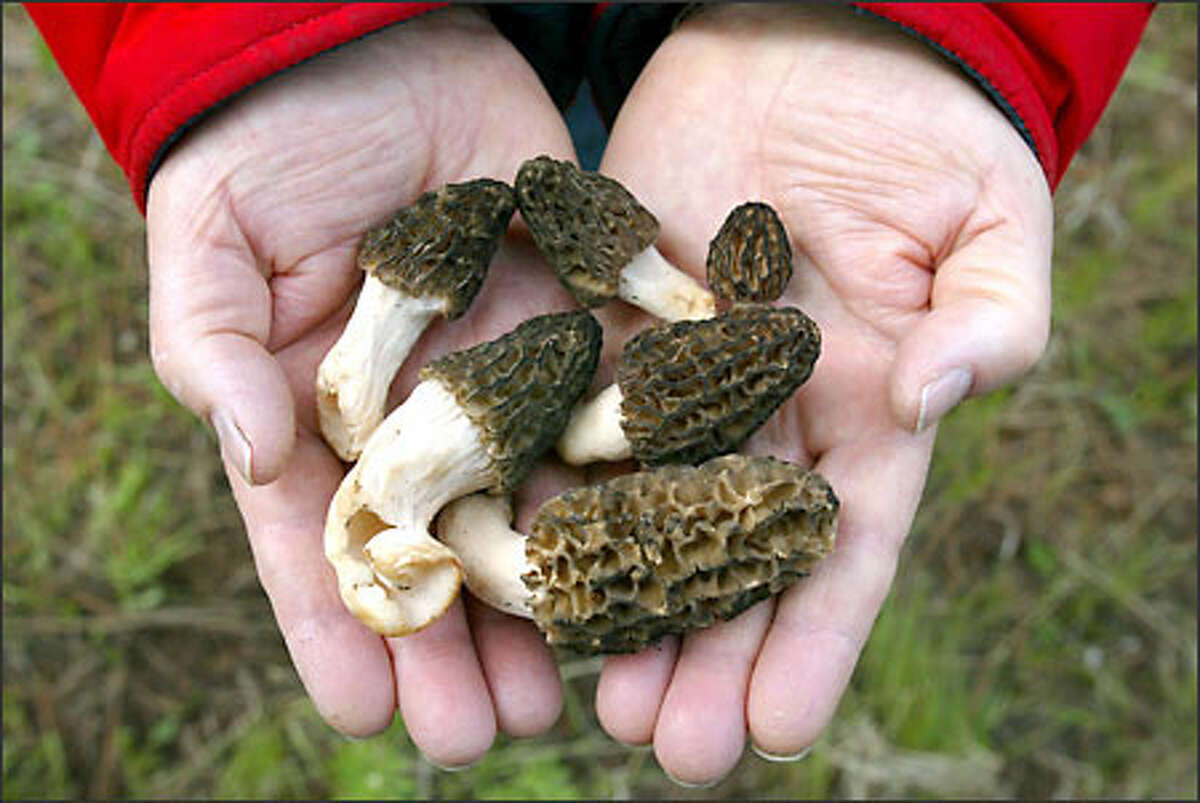 With their deeply pitted conical caps, morels have a truly lovely ugliness. When fresh, they have a velvet sheen and a near translucence.