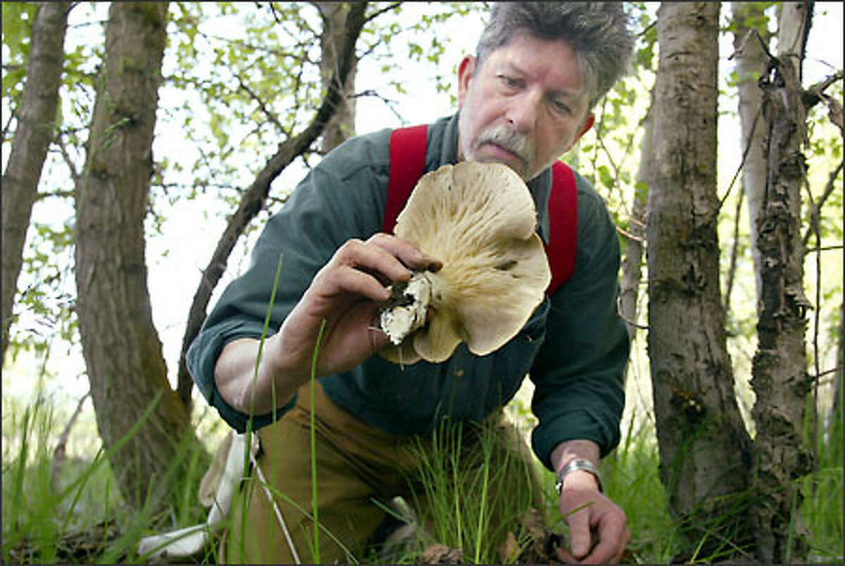 David Hunt examines a mushroom in cottonwoods near Ellensburg. He later identified it as a veiled oyster mushroom.