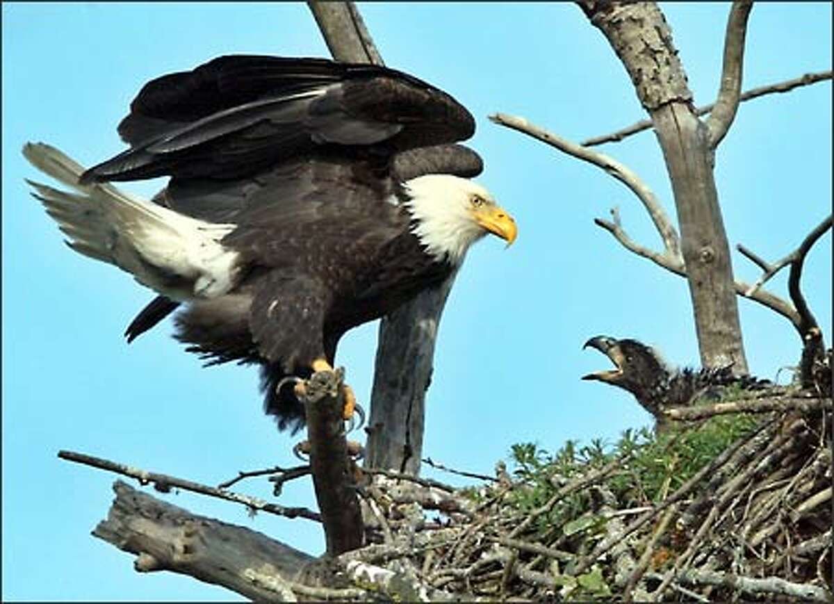 An adult eagle stands watch over one of it’s eaglets at a nest in Puyallup. The nest has two chicks. The nest was first reported to Washington Department of Fish and Wildlife in 1998 but is believed to be older. Locals say the nest has been there for 15 years.
