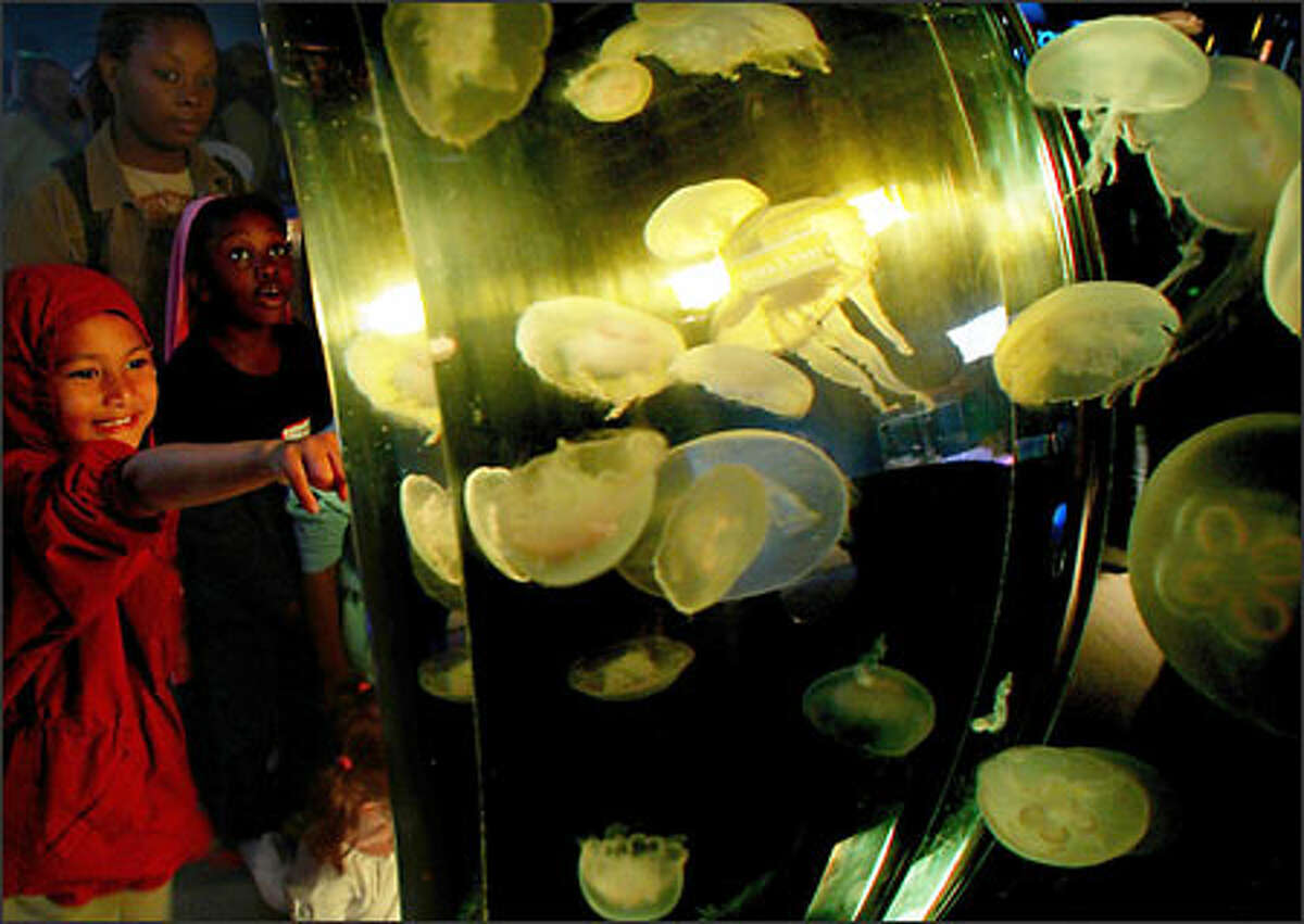 T.T. Minor kindergarten pupil Don Parkinson points out an interesting jellyfish as Lynnea Payne gazes at the "Ring of Life," known affectionately as the "jelly doughnut" by Seattle Aquarium staff. The exhibit features a 1,500-gallon circular tank filled with moon jellyfish. It is part of the new "Life of a Drifter" exhibit, which also boasts a pair of wolf eels and a giant Pacific octopus. Aquarium staffers say the ring passes the "finger- and nose-print test with flying colors," but the glass must be cleaned every five minutes.