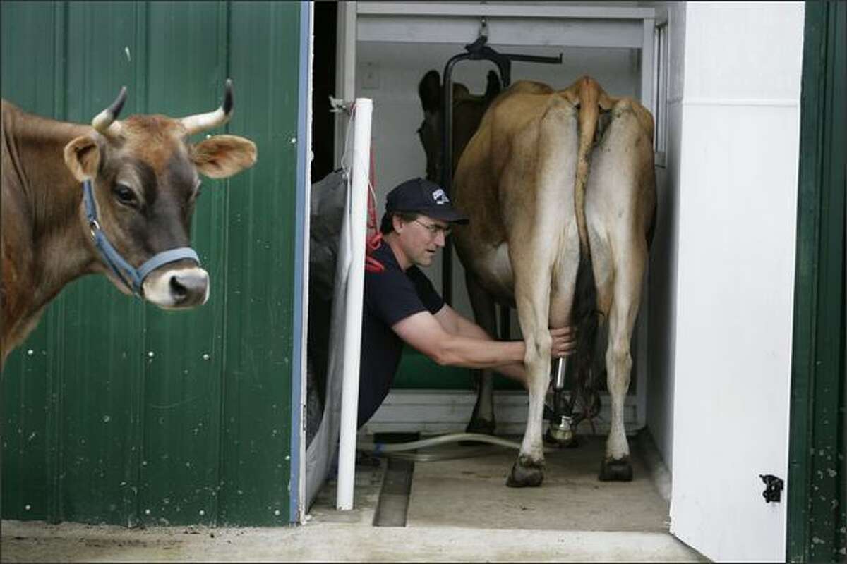 Tim Silliman milks Molly while Buttercup waits her turn at Meadowwood Organic, the licensed dairy Silliman runs with his wife, Darlene, in Enumclaw.