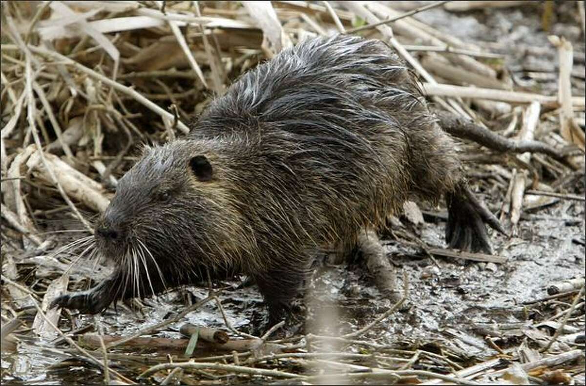 Nutria can be mistaken for beavers but are smaller, with a ratlike tail. Improving weather has caused their numbers to rebound in the region. Brought to the state for their fur, they quickly became pests.