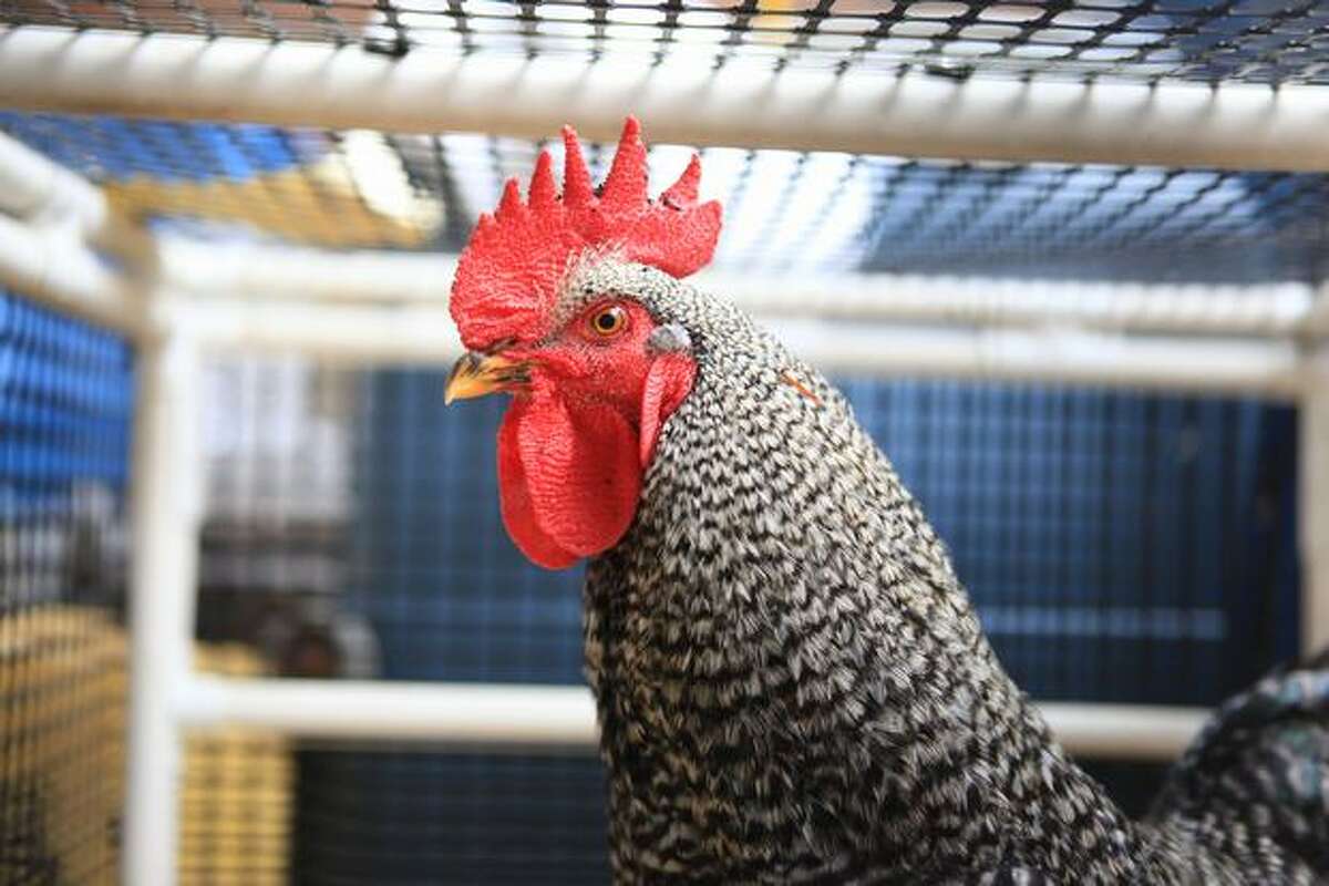 A rooster eyes visitors from inside his cage at the Seattle Animal Shelter in the Interbay neighborhood. The rooster was found wandering the Ballard Locks and is available for adoption. The city of Seattle is considering an ordinance banning roosters within city limits.