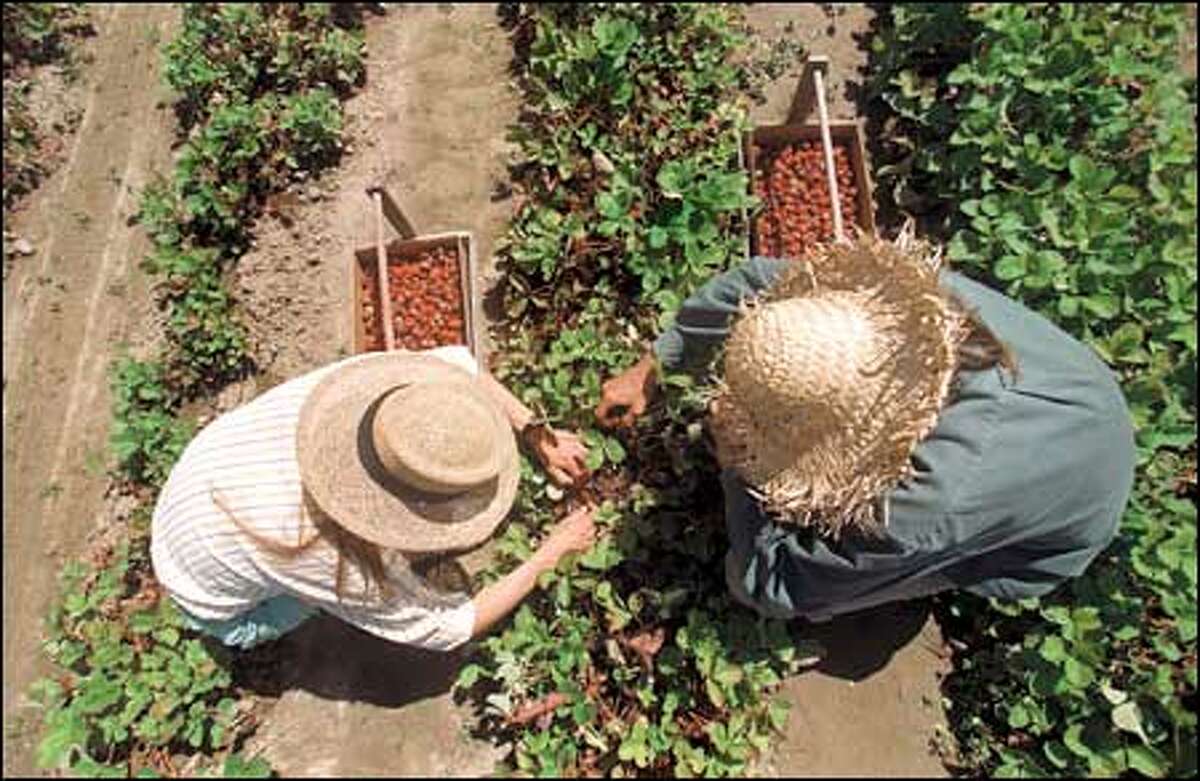 Assuming the picker's crouch, Rachel Christenson, left, and her partner, Peter Wale, harvest pound upon pound of strawberries every season.