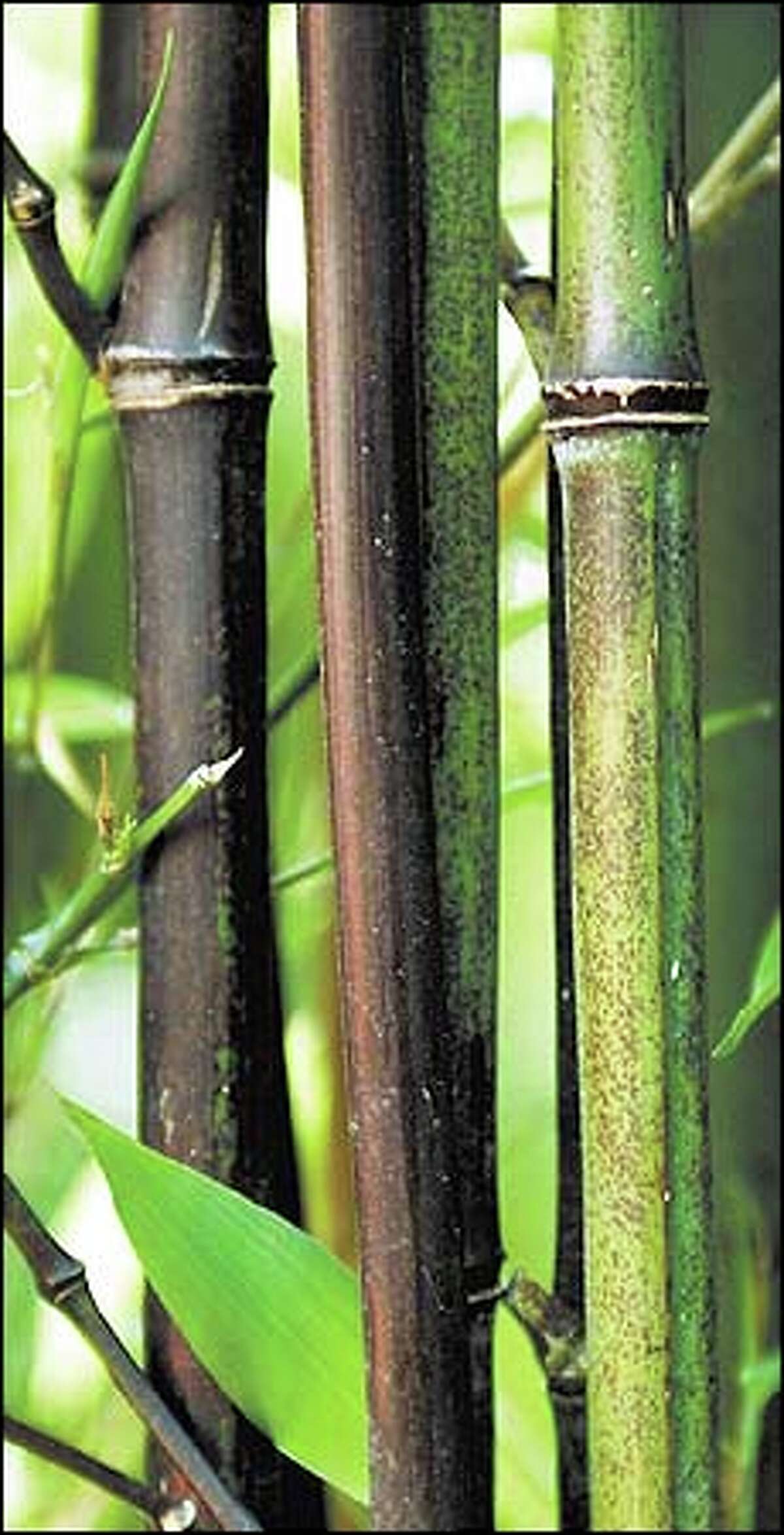 Varieties of rare bamboo suitable for the Northwest include Phyllostachys nigra, which can grow to 30 feet.