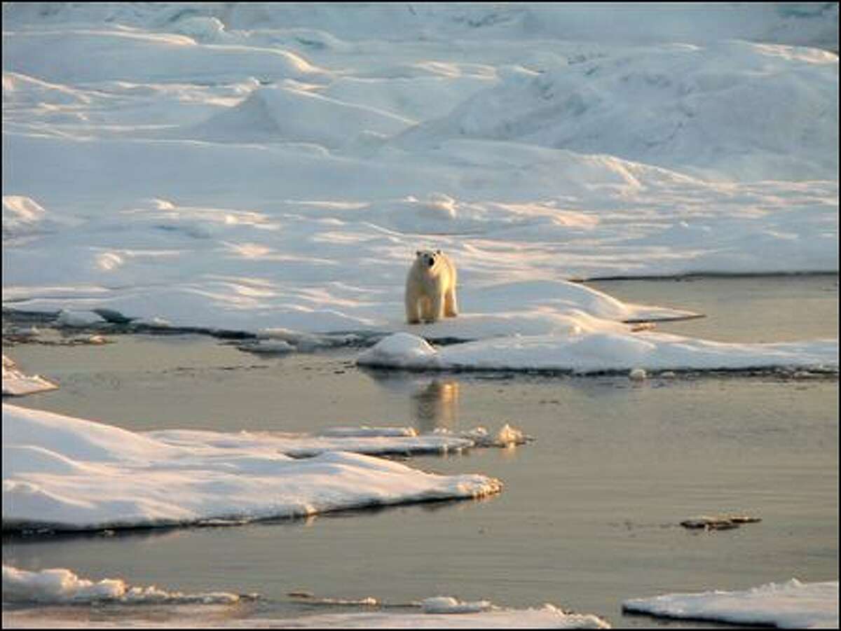 A polar bear stands on the edge of a block of sea ice, which is critical to its hunting style. The bears now are federally protected, in large part because ice is vanishing. (Steven Roberts / National Center For Atmospheric Research)