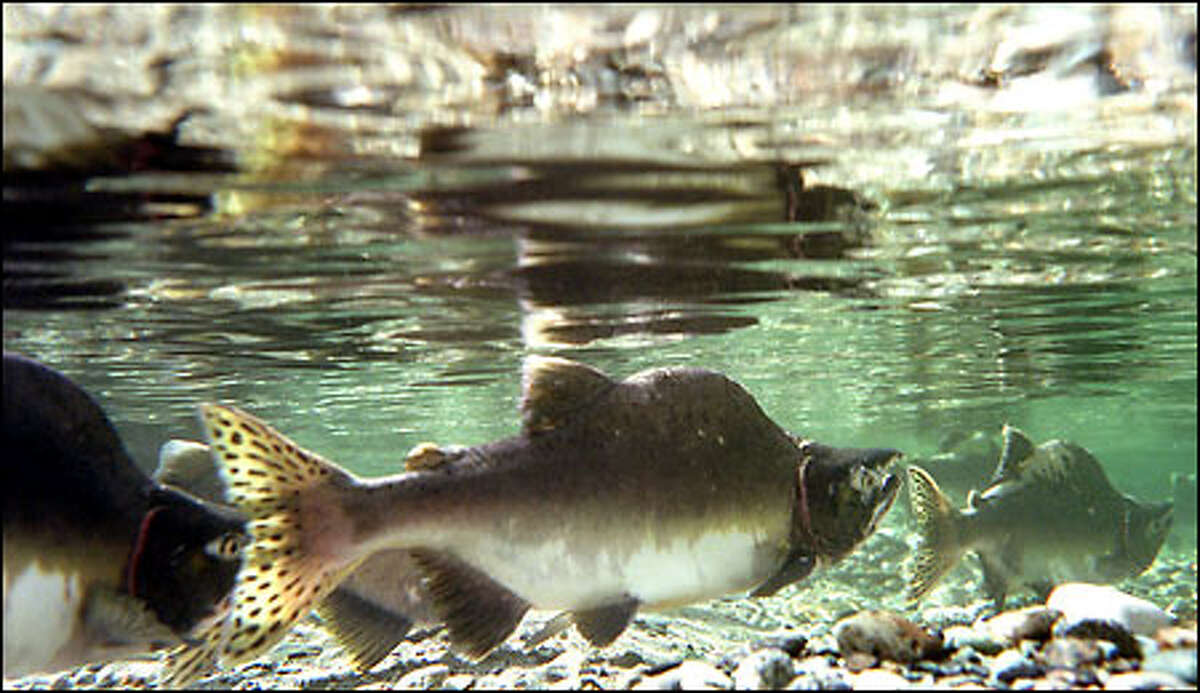 Don't mess with the 'Magic Skagit': River resists 40 years of environmental  assaults