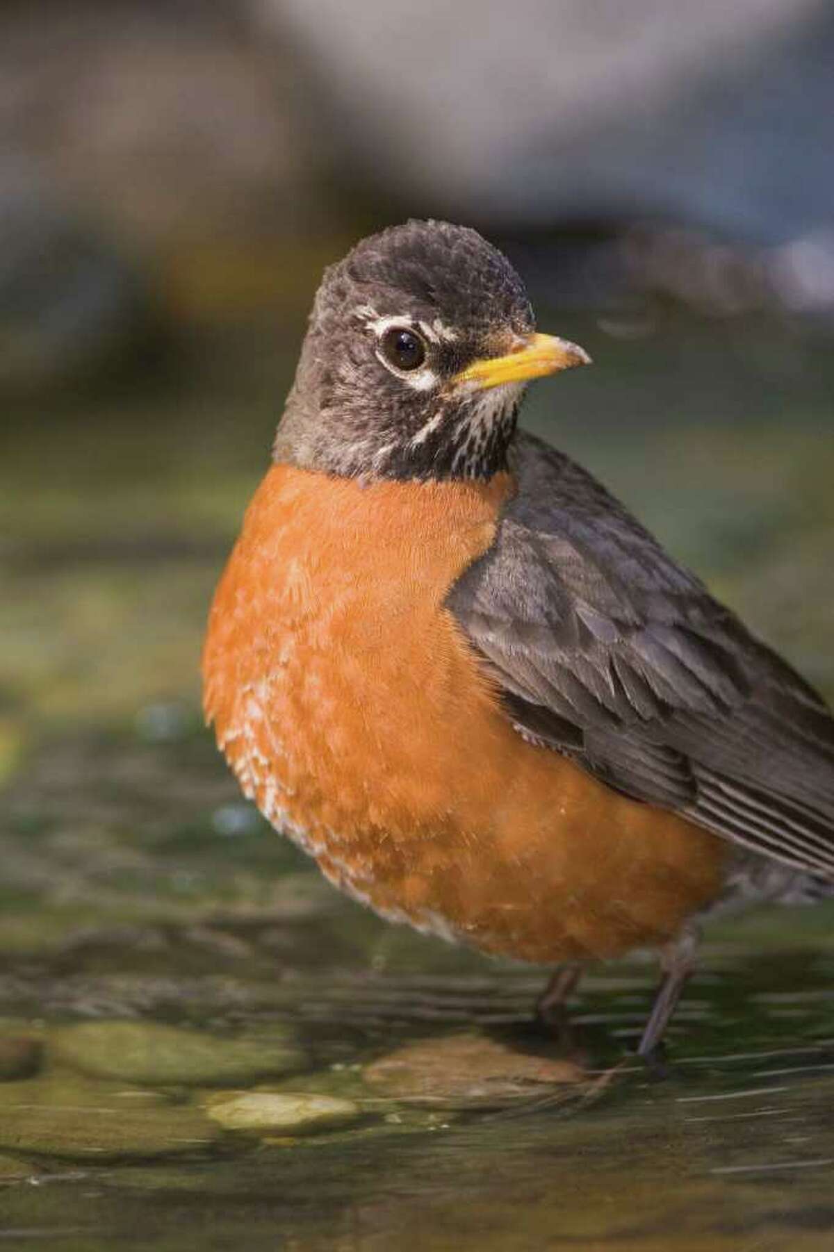 What can birds smell? Sniffing out the facts