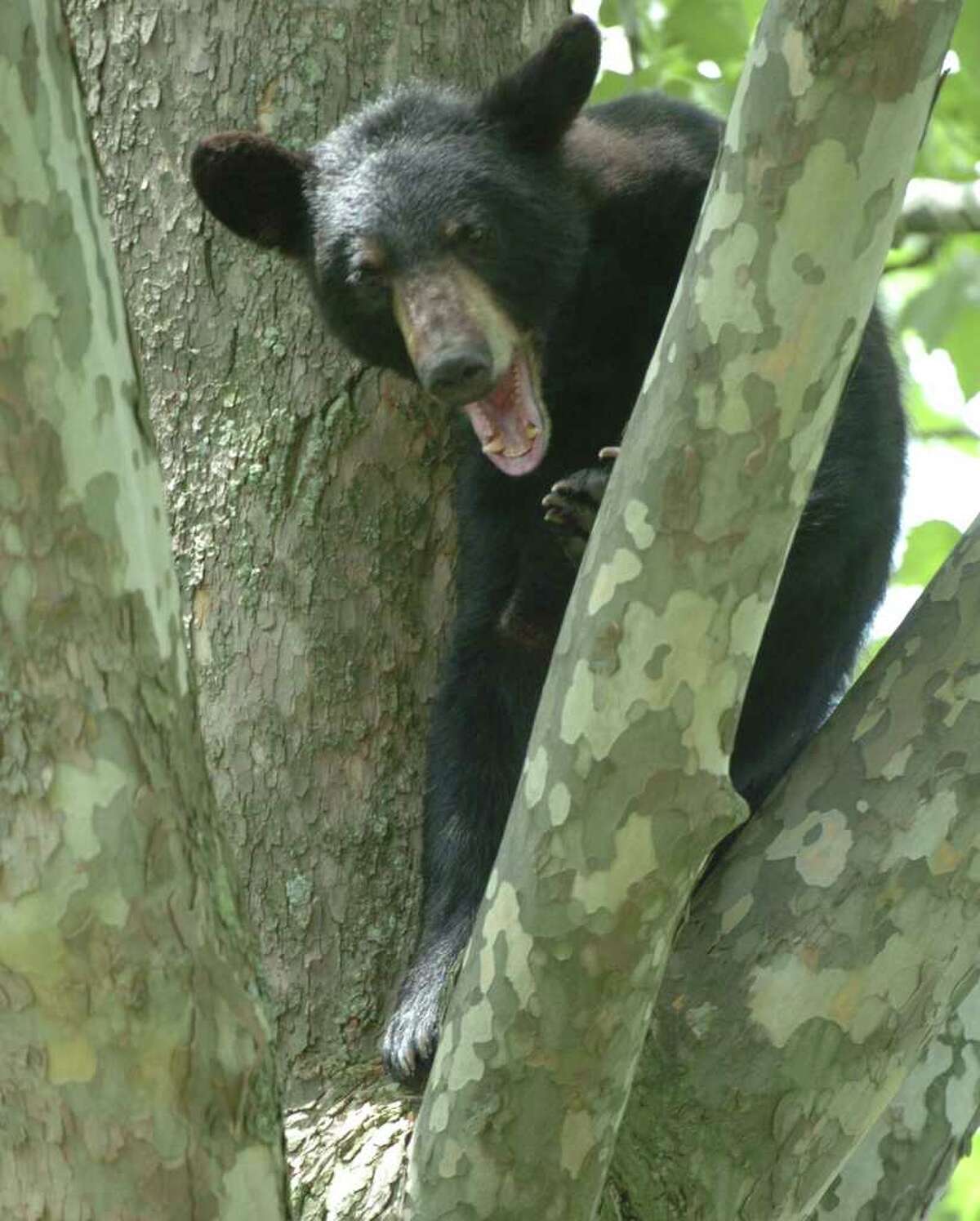 A young black bear sits in a tree in the rear of 33 John David Lane in Albany, New York May 27, 2004. He climbed the tree to avoid the humans that awaited him on the ground below the tree. ENCON officers were called to tranquilize the bear and remove him from the tree. Here the bear yawns at the humans below. (Skip Dickstein / Times Union Archive)