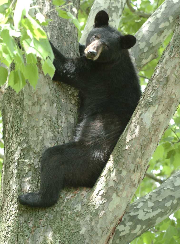 Bear safe after outfoxing 'em