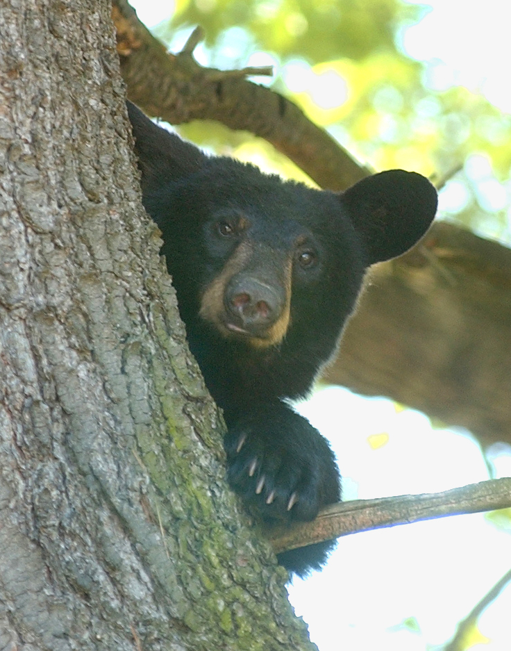 Bear Sighting In Guilderland