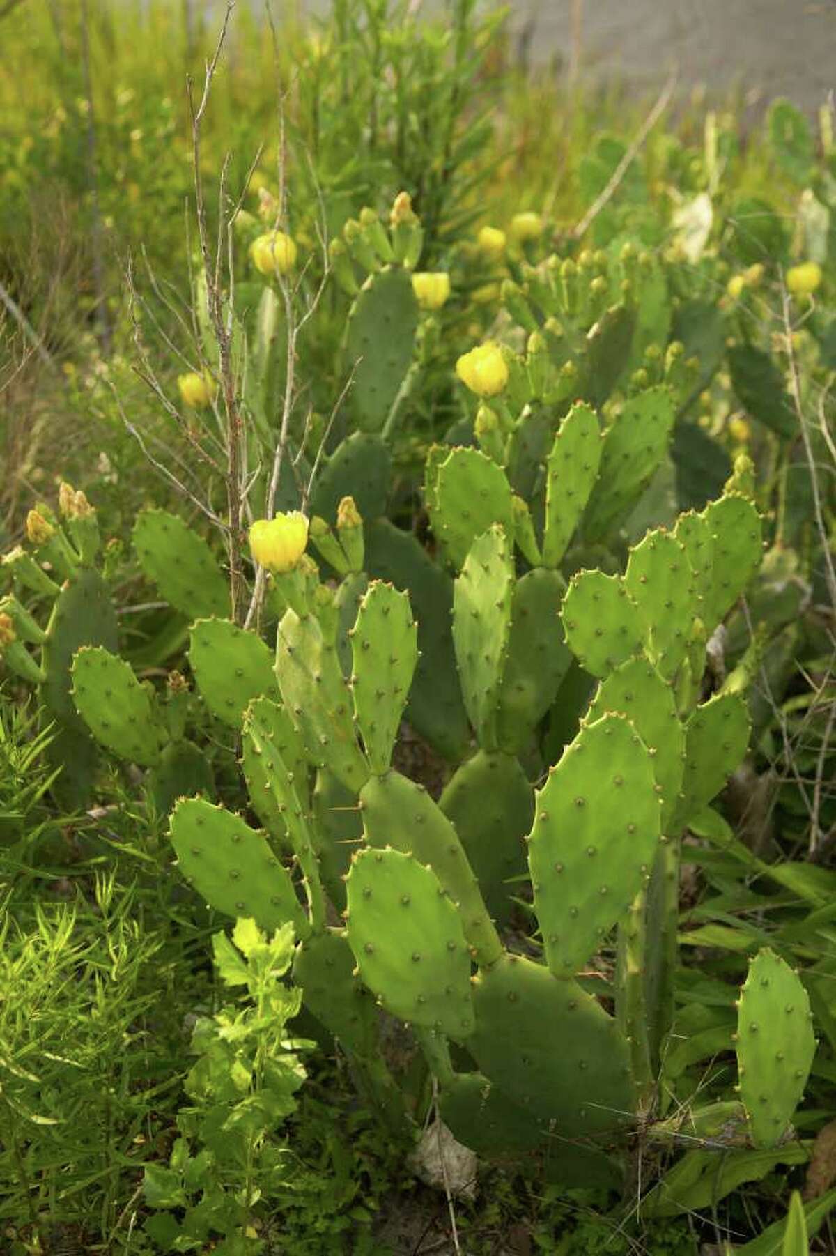 Prickly pear cactus, Opuntia spp., grows throughout the United States, with the greatest diversity in the desert Southwest and Mexico. These species are regarded as extremely important plants, especially in arid and semiarid regions where few plants can be grown, because of their ecological, agricultural, industrial, and cultural value. (Courtesy of USDA)