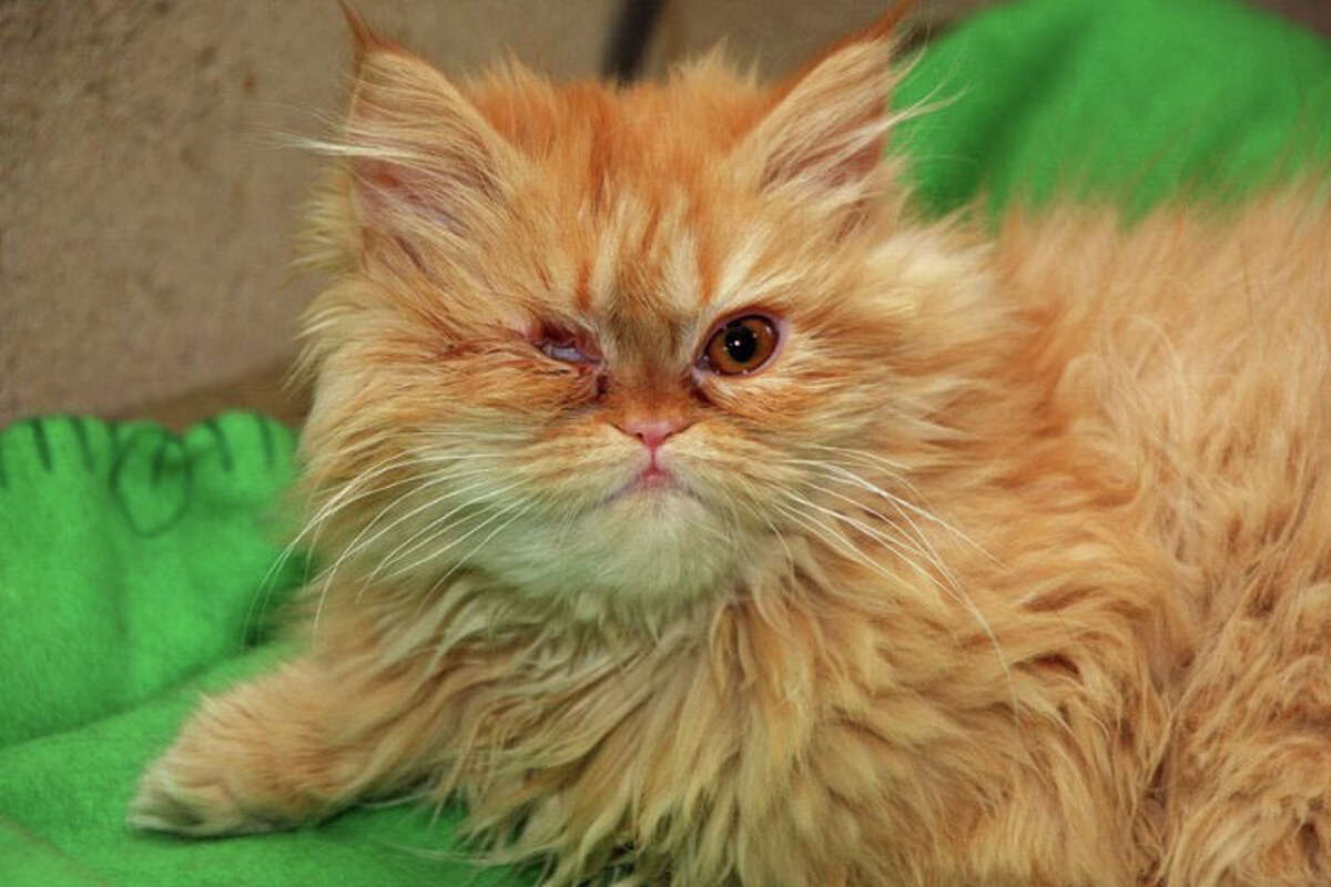 Penelope, a six-month-old Persian cat who recently had her right eye removed, may need to have part of her lung removed due to a severe infection that makes it difficult for her to breathe.