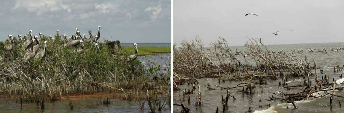 In this two picture combo, nesting pelicans are seen on May 22, 2010, left, as oil from the Deepwater Horizon oil spill washes ashore on Cat Island, home to hundreds of brown pelican nests as well at terns, gulls and roseate spoonbills, in Barataria Bay, just inside the the coast of Lousiana. The second photo, taken at the same spot on April 8, 2011, shows the shoreline heavily eroded, and the lush marsh grass and mangrove trees mostly dead or dying. Biologists from the Louisiana Department of Fish and Wildlife say this is largely because the island was completely overwashed by the oil, and poorly maintained oil booms contributed to the damage as well. (AP Photo/Gerald Herbert, file)