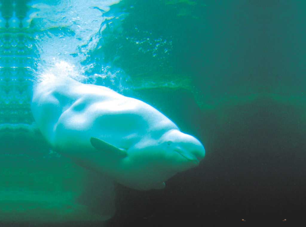 Male beluga whale arrives at SeaWorld