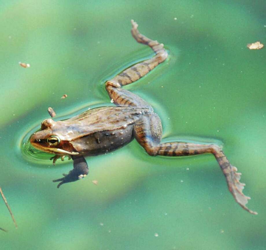 Wood frogs hop into spring song Times Union