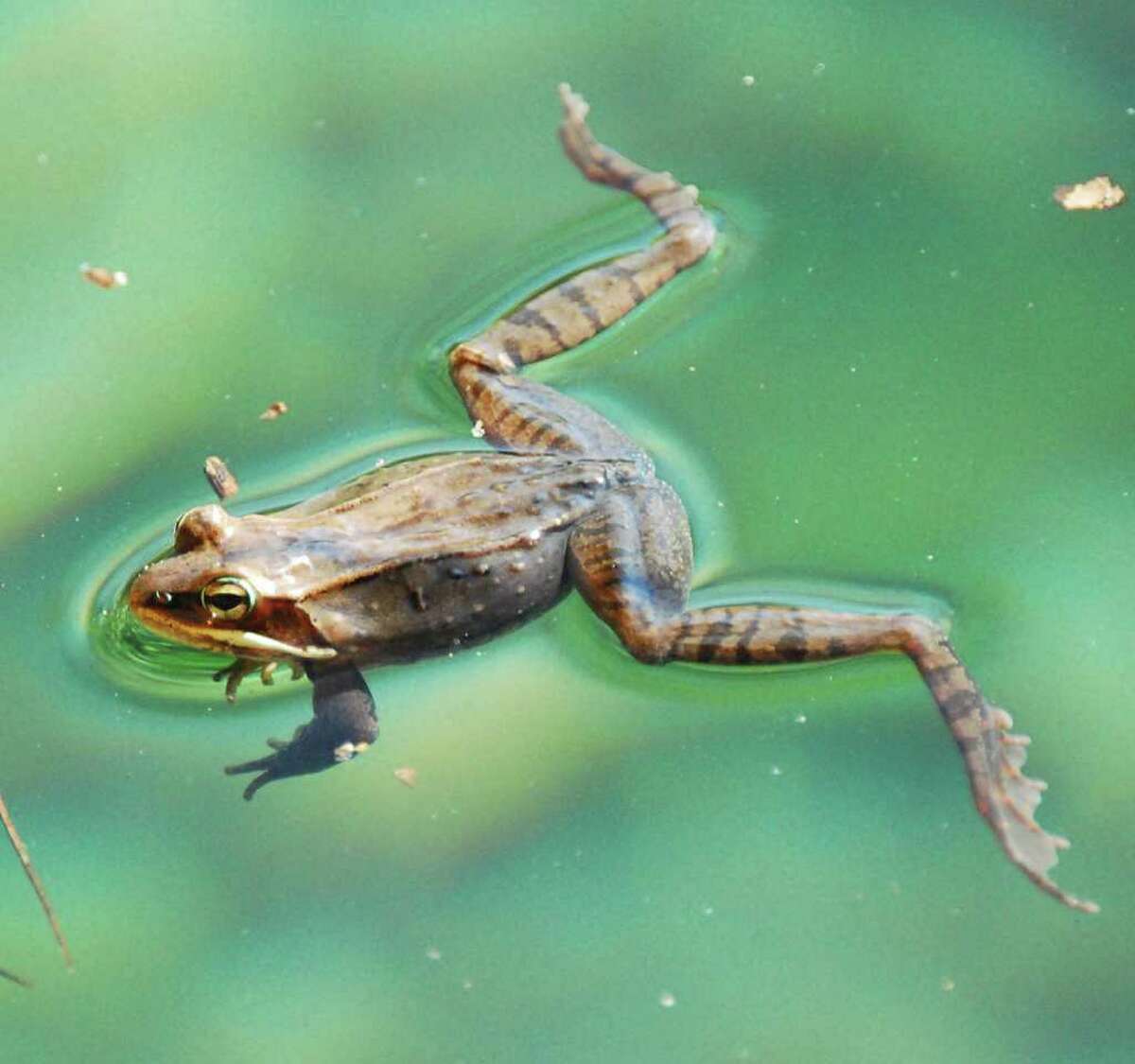 Задняя лягушка. Лягушка плавает брассом. Водяная лягушка. Лягушка в прыжке. Лягушка прыгает.