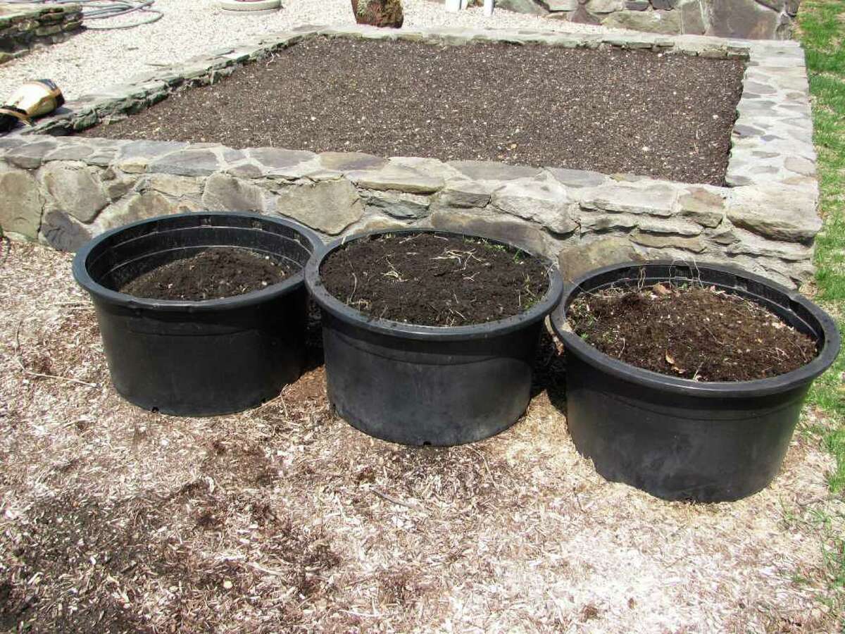 Producing potatoes in pots