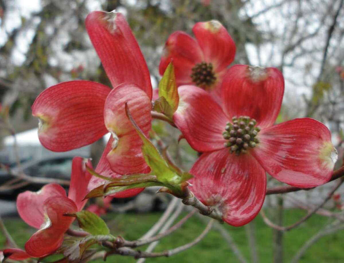 Dogwood days Festival offers beautiful way to preserve roots of history