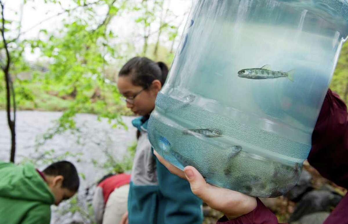 Students from Domus release a barrel of trout into the Rippowam River in Stamford, Conn. on Wednesday May 4, 2011. The students raised hundereds of trout from eggs during a cross-curricular experiment.