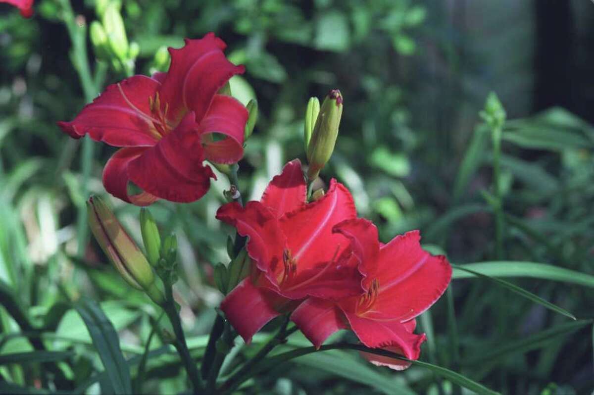 Top 10 daylilies