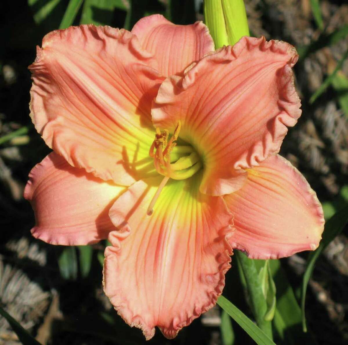 Top 10 daylilies