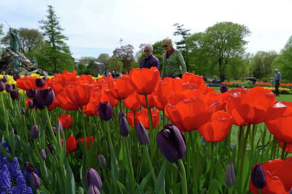 Blooming costs to impact tulip count