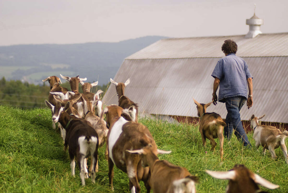 A worker at Vermont Cheese & Creamery, one of Graze's suppliers, tends to goats on the farm.