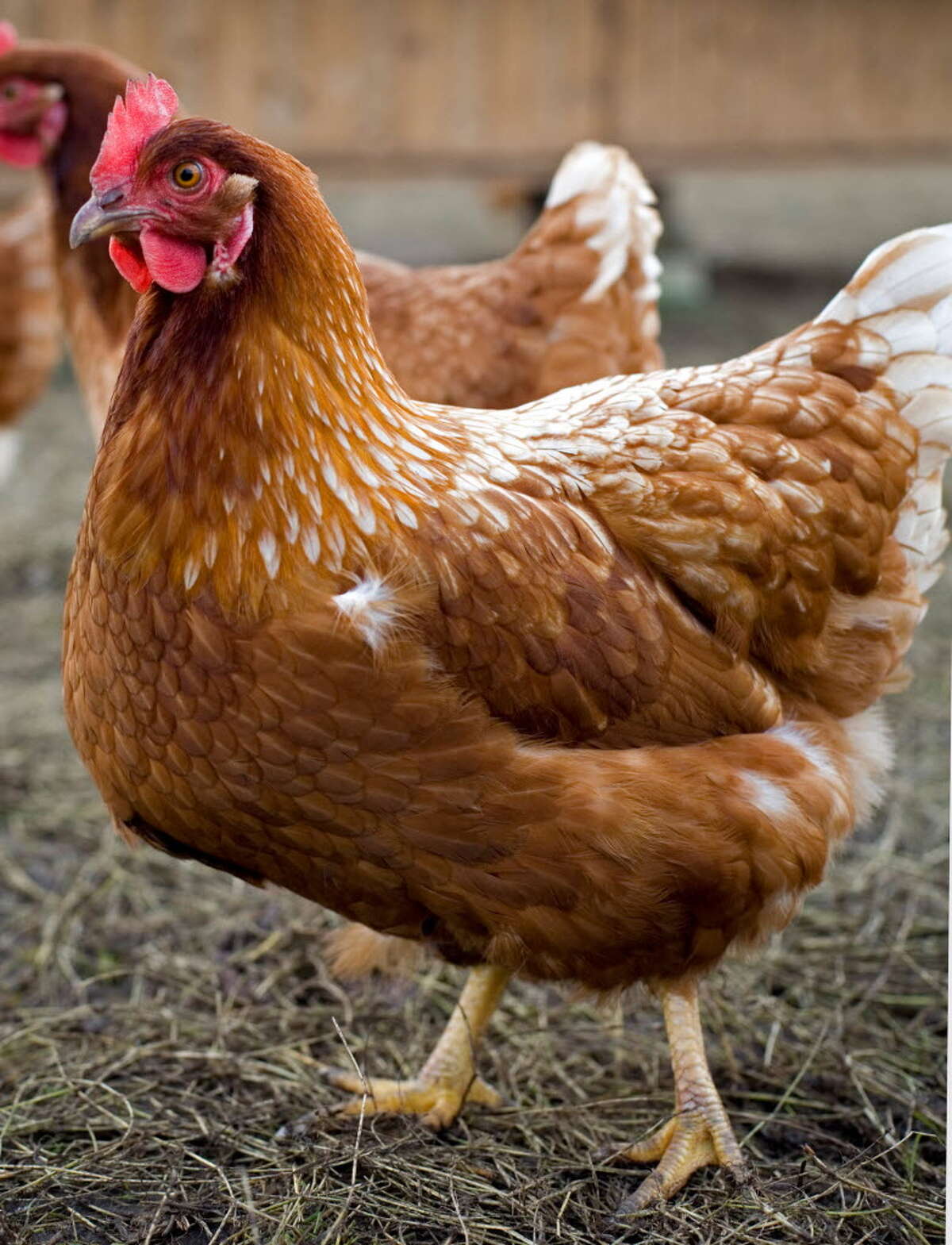 In Albany, the chickens won't be home to roost