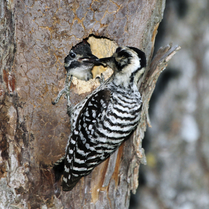 Baby Woodpecker Identification Baby Woodpecker Identification