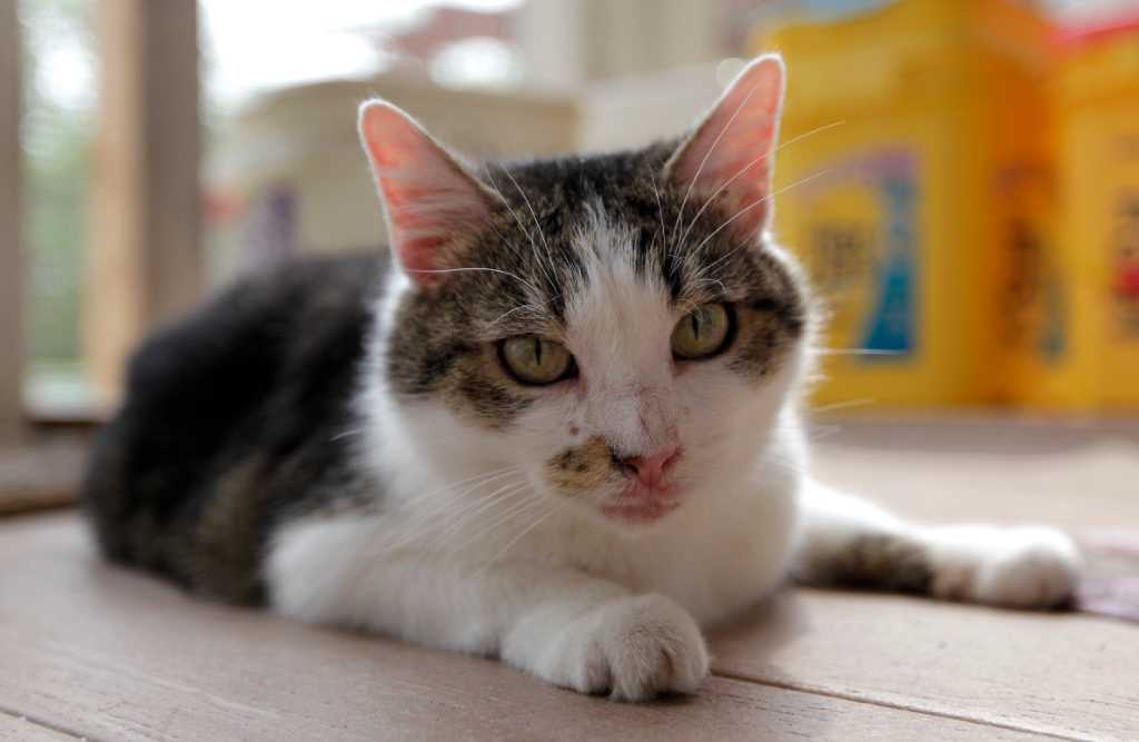 First cloned cat is turning 10