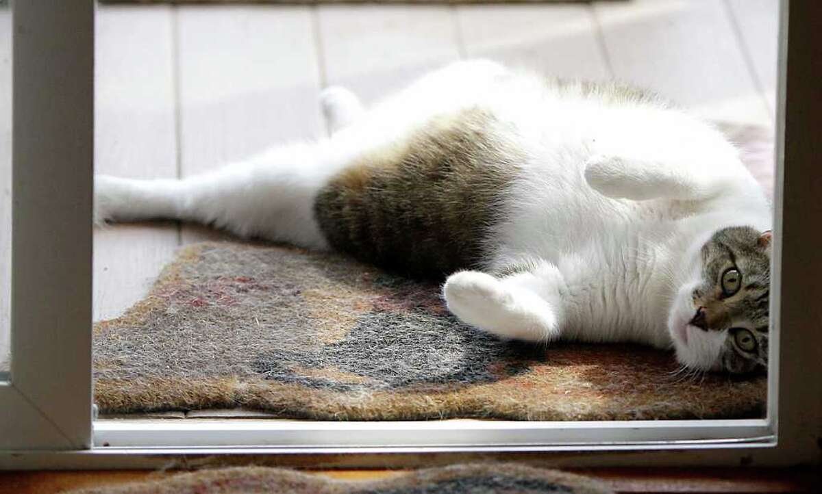 First Cloned Cat Is Turning 10