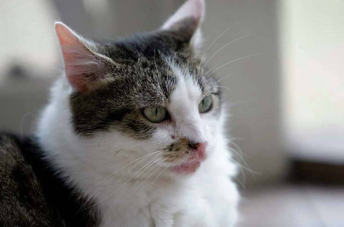 First cloned cat is turning 10