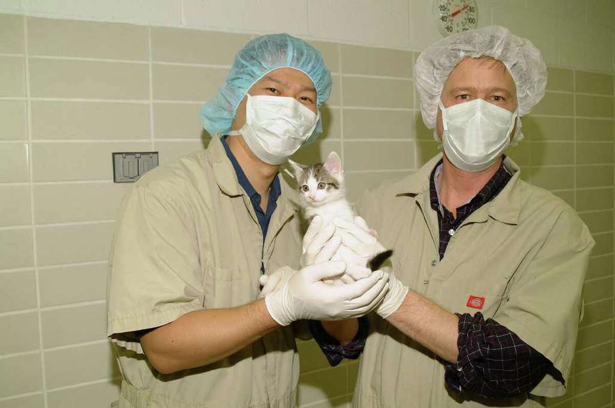 First Cloned Cat Is Turning 10
